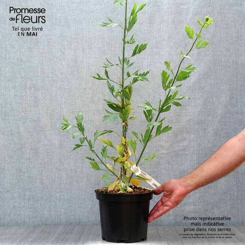 Spécimen de Romneya coulteri - Pavot en arbre Pot de 2L/3L tel que livré au printemps