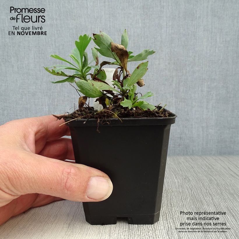 Spécimen de Romneya coulteri - Pavot en arbre Godet de 8/9 cm tel que livré en automne