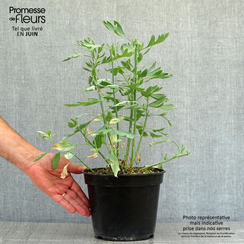 Spécimen de Romneya coulteri - Pavot en arbre godet de 8/9cm tel que livré en été