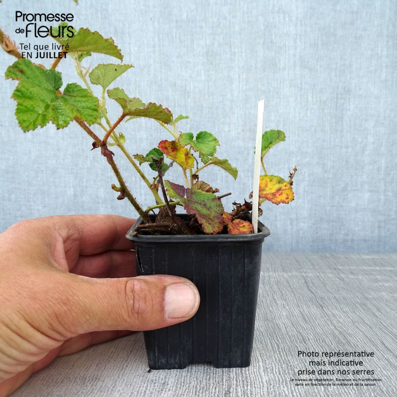 Spécimen de Ronce Betty Ashburner - Rubus tricolor Godet de 8/9 cm tel que livré en été