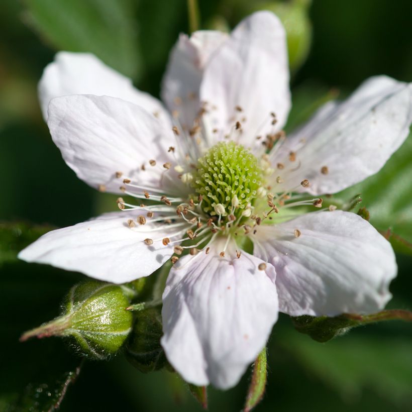 Ronce commune - Rubus fruticosus (Floraison)