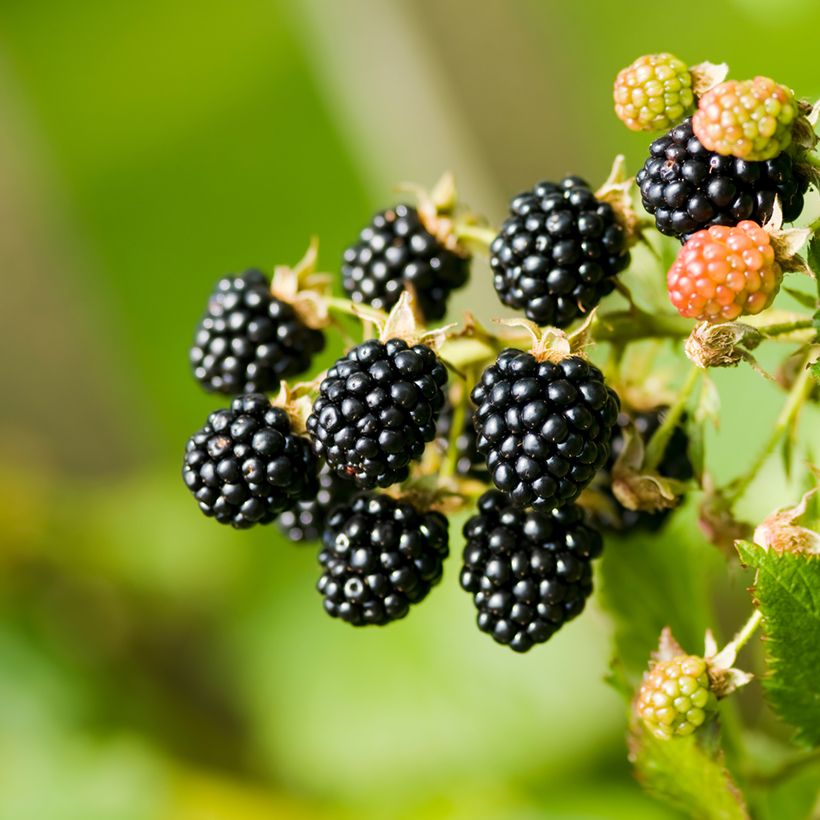 Ronce commune - Rubus fruticosus (Récolte)