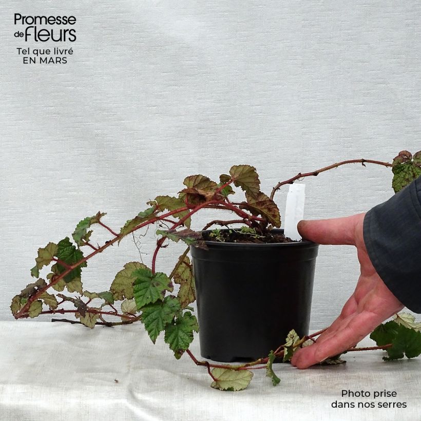 Spécimen de Ronce tricolor - Rubus tricolor Pot de 1L/1,5L tel que livré au printemps