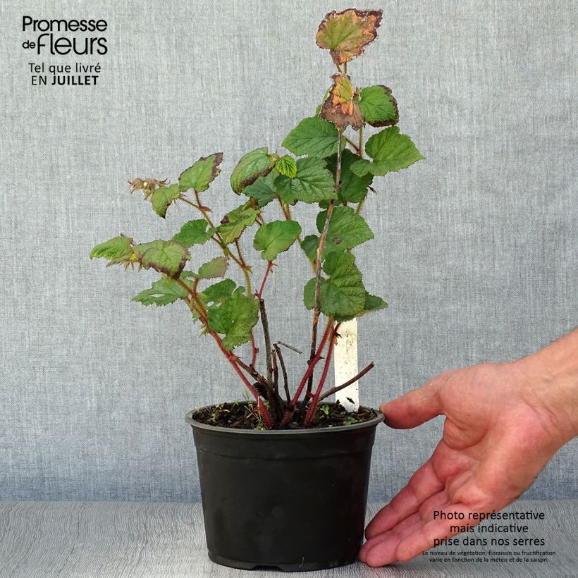 Spécimen de Ronce tricolor - Rubus tricolor Pot de 1L/1,5L tel que livré en été
