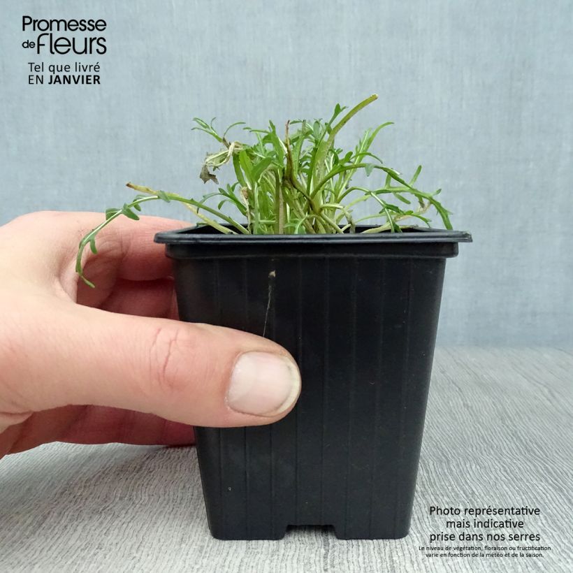 Spécimen de Roquette sauvage BIO - Diplotaxis erucoides tel que livré en hiver