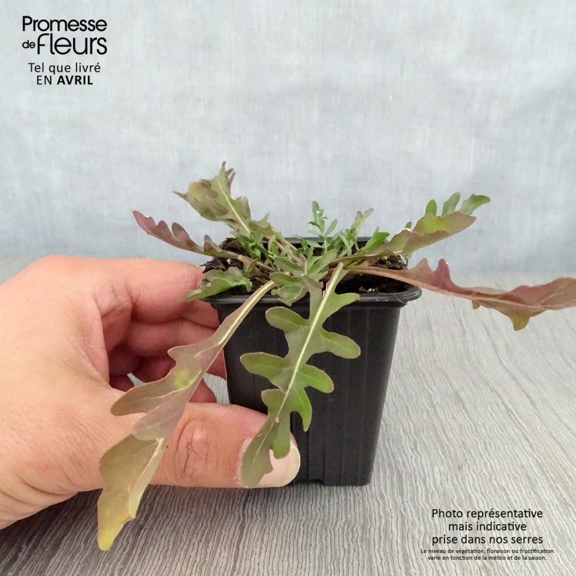 Spécimen de Roquette sauvage BIO - Diplotaxis erucoides Godet de 8 cm tel que livré au printemps