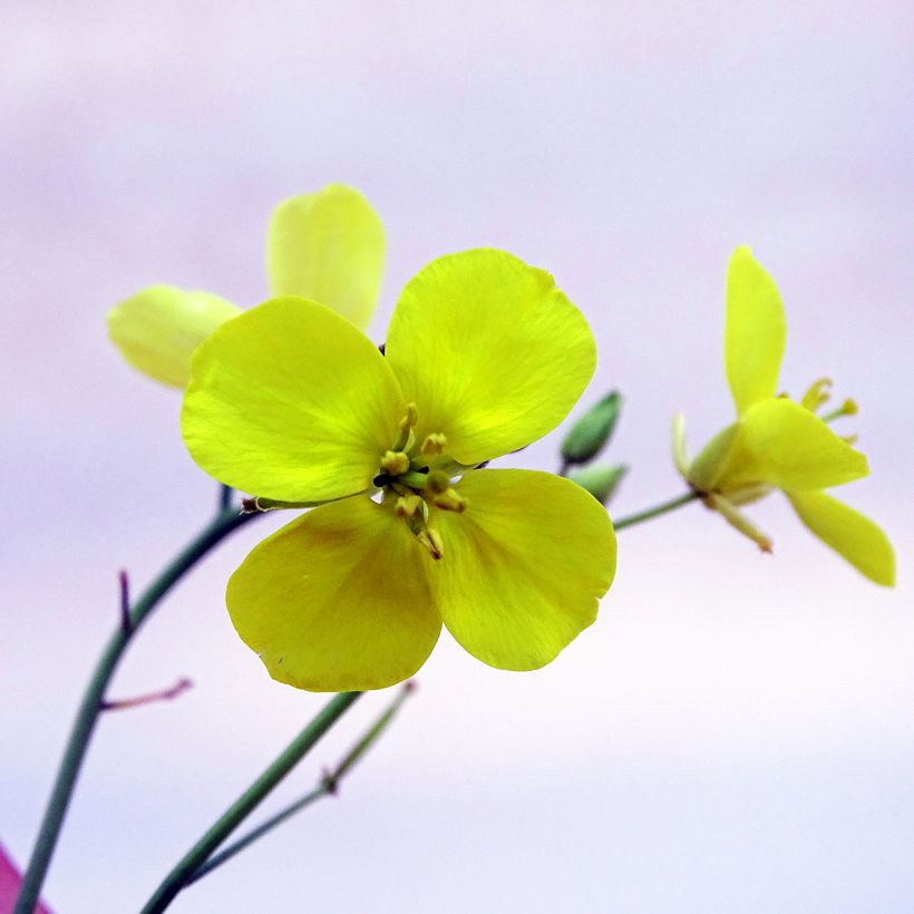 Roquette sauvage BIO - Diplotaxis erucoides (Floraison)