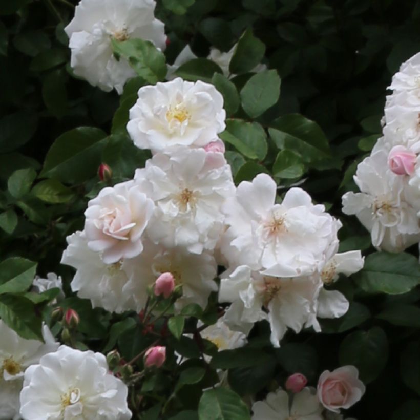 Rosier liane Adélaïde d’Orléans (Floraison)