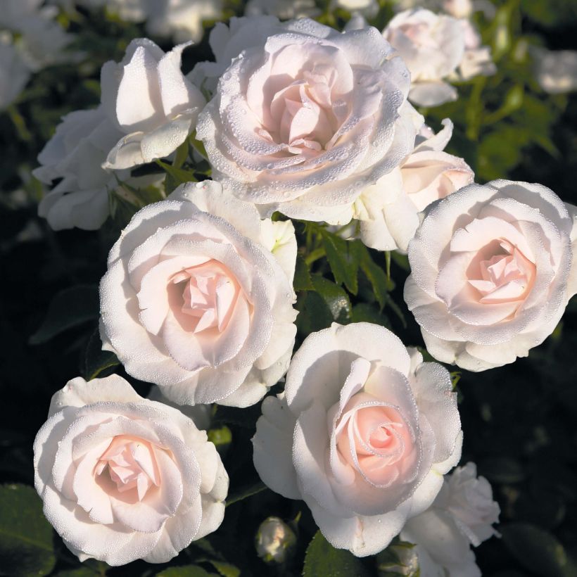 Rosier couvre-sol Aspirin Rose (Floraison)