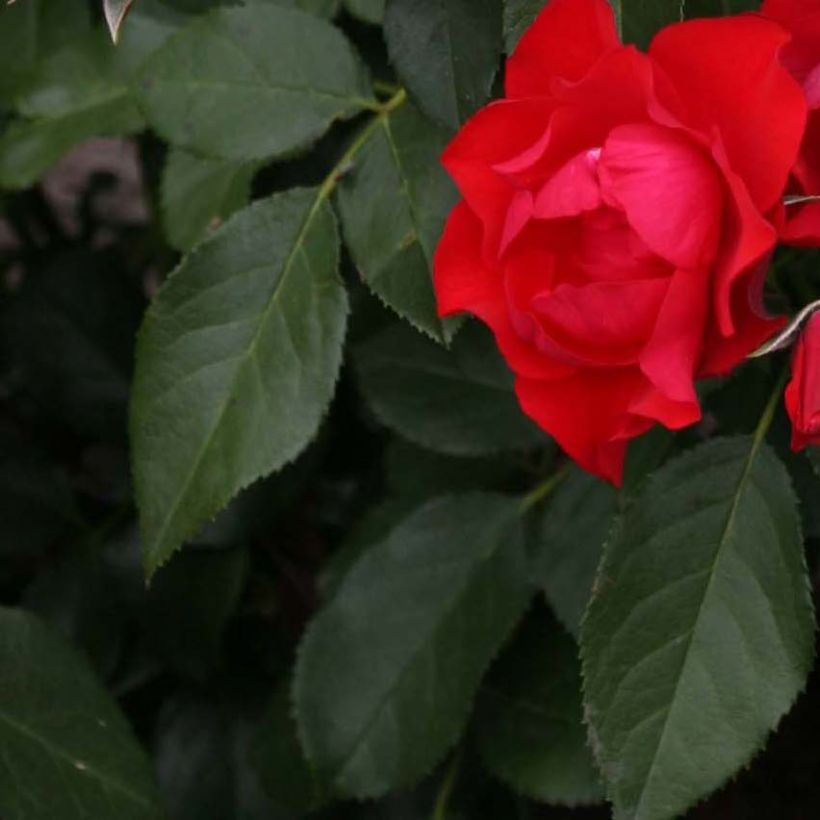 Rosier couvre-sol Black Forest Rose (Feuillage)