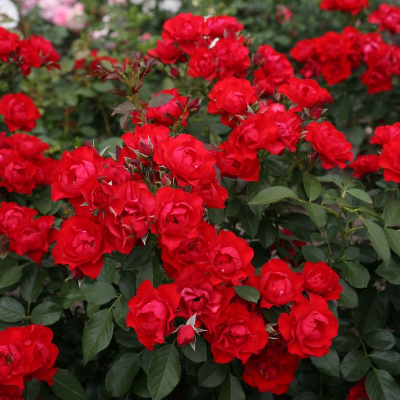 Rosier couvre-sol Black Forest Rose (Floraison)