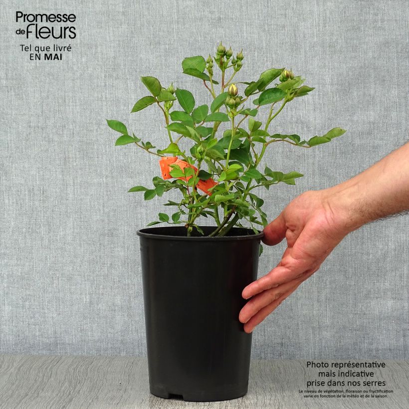 Spécimen de Rosa Golden Border - Rosier à fleurs groupées - Pot de 3/4L. tel que livré au printemps