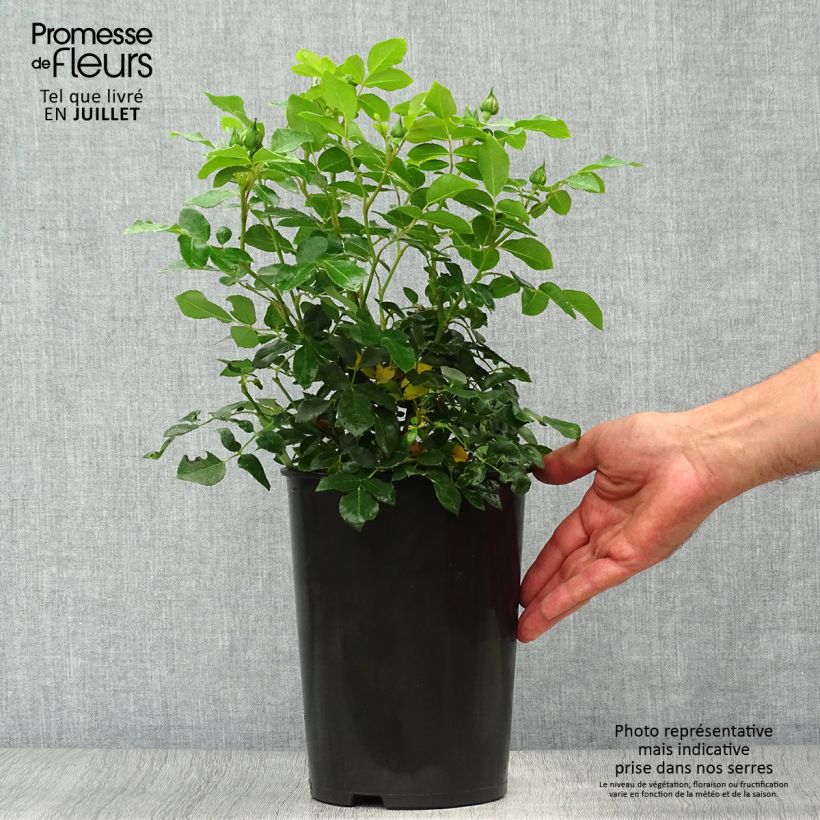 Spécimen de Rosa Kosmos Pot de 4L/5L tel que livré en été