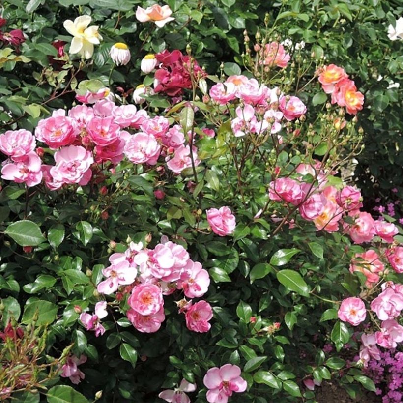 Rosa Louis Blériot - Rosier paysager (Floraison)