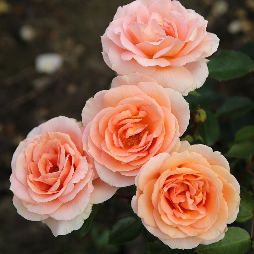 Rosier Patio Rose Impala (Floraison)