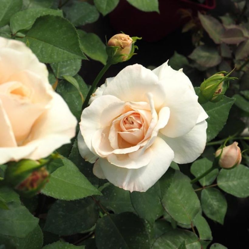 Rosier Princesse Astrid de Belgique - Rosier buisson à grandes fleurs (Floraison)