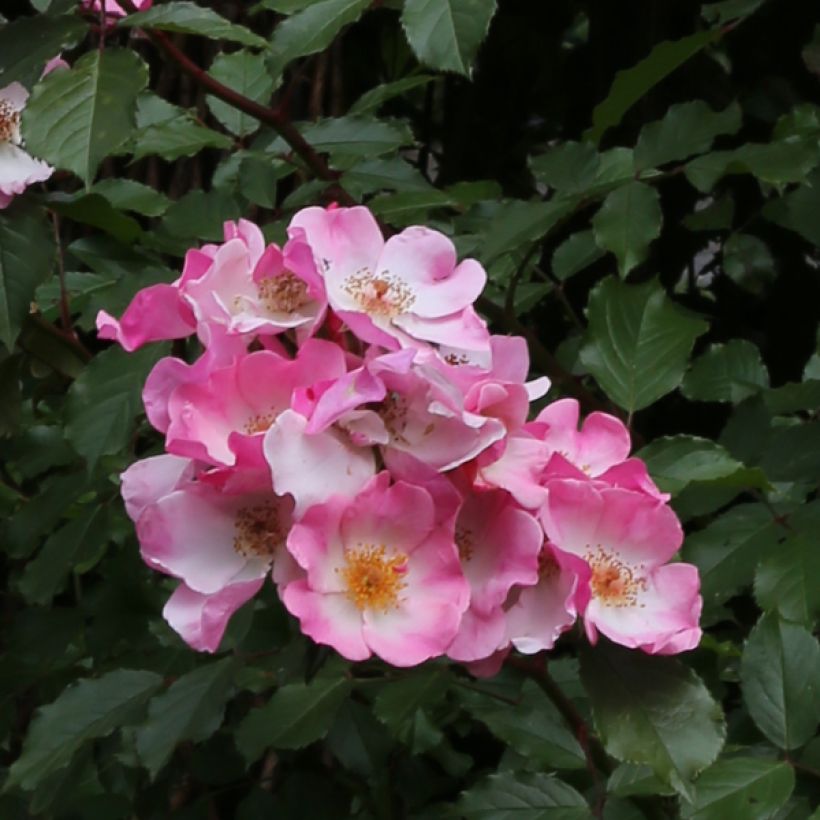 Rosier arbustif Rosy Cushion (Floraison)