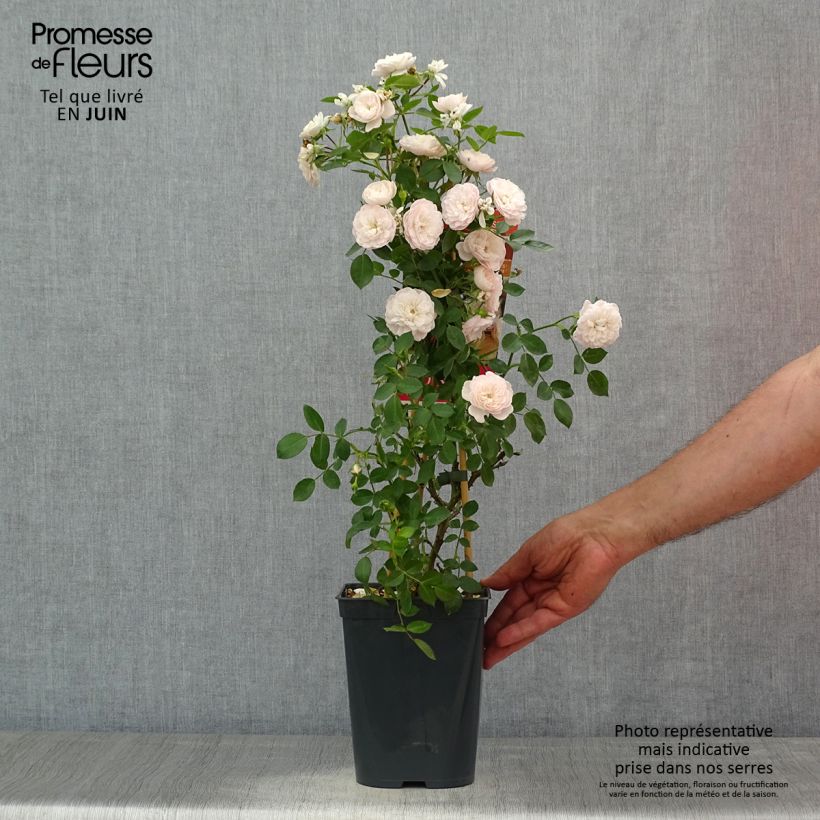 Spécimen de Rosier grimpant Starlet Rose Alina Pot de 4L/5L tel que livré en été