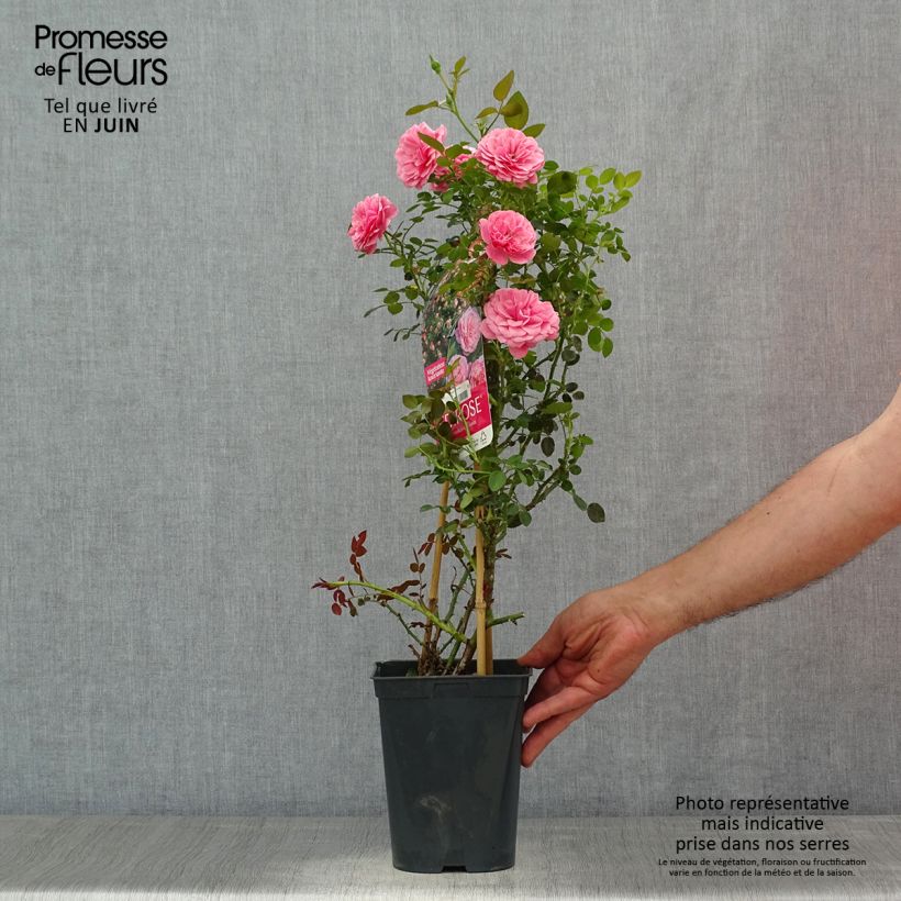 Example of Rosier grimpant Starlet Rose Eva as you get in ete
