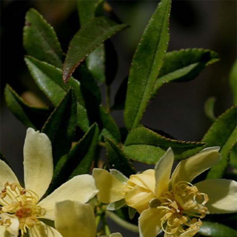 Rosier de Banks Lutescens - Rosa banksiae (Feuillage)