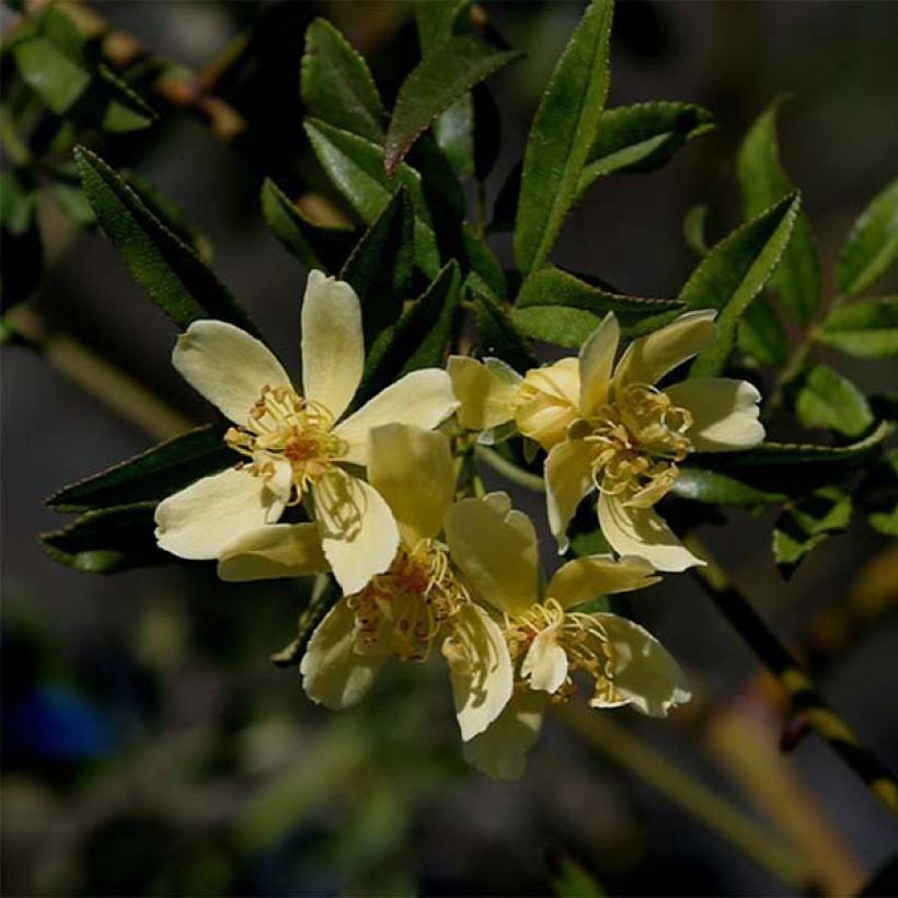 Rosier de Banks Lutescens - Rosa banksiae (Floraison)