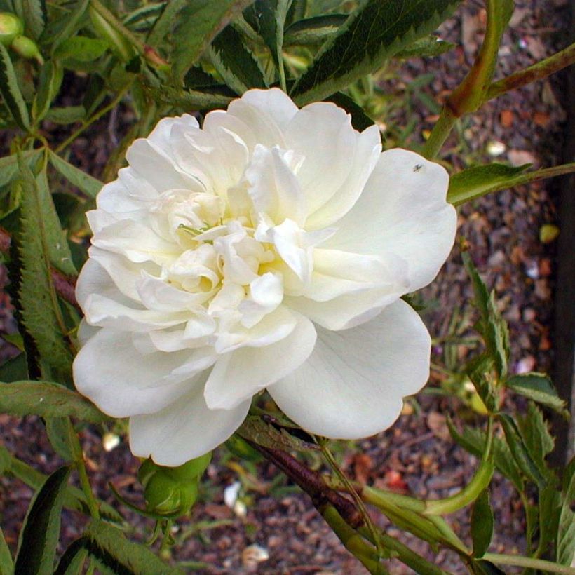 Rosier botanique - Rosa cannabifolia (Floraison)
