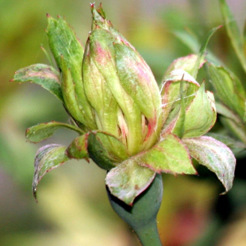 Rosier botanique - Rosa chinensis Viridiflora - Rose verte (Floraison)