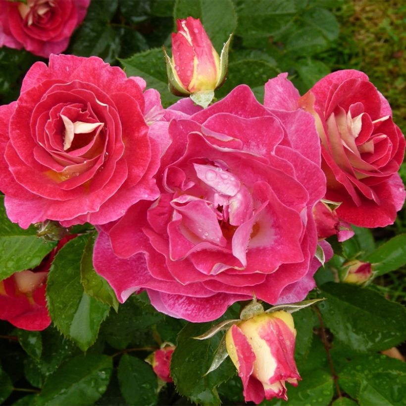 Rosier à fleurs groupées Aline Mayrisch Rose (Port)