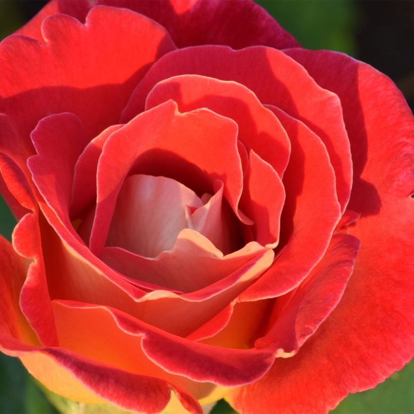 Rosier à fleurs groupées Aline Mayrisch Rose (Floraison)