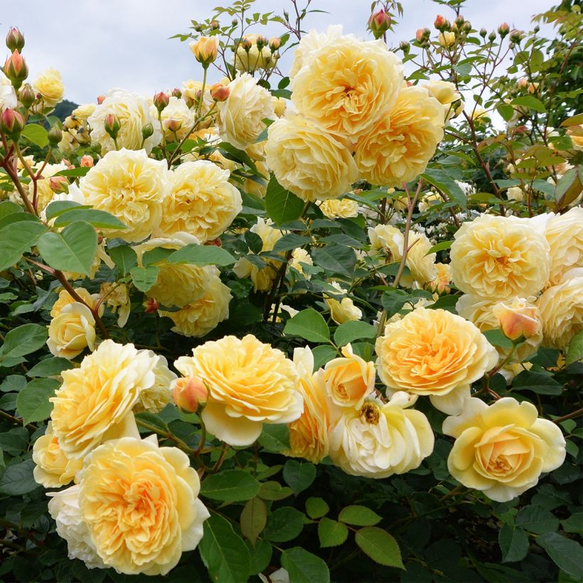 Rosier à fleurs groupées Off-Load (Port)