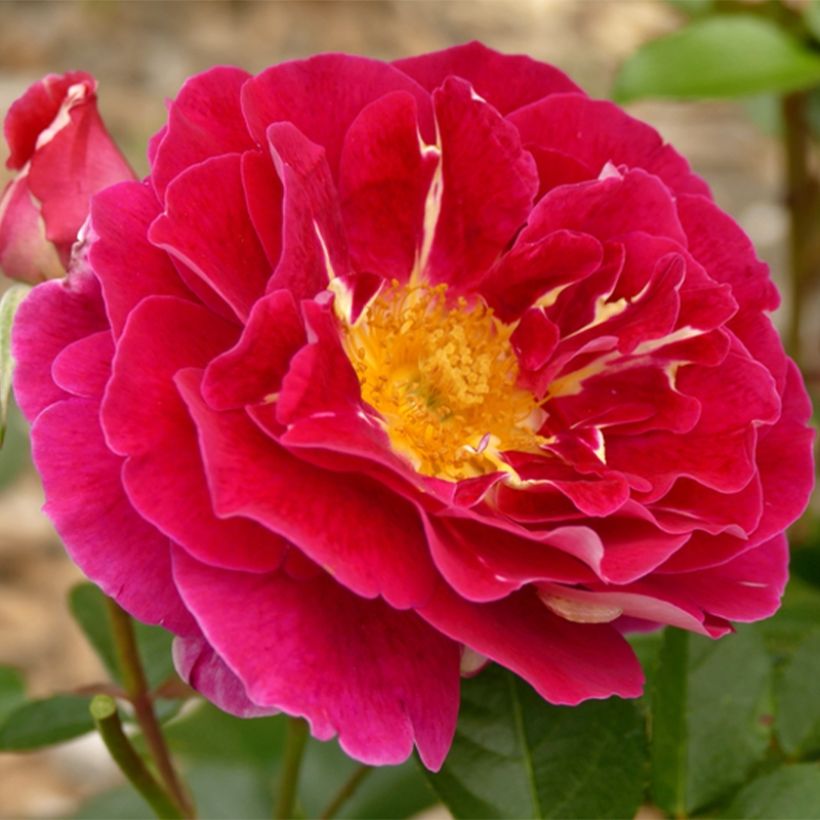 Rosier à fleurs groupées Abbatiale de Pontigny (Floraison)