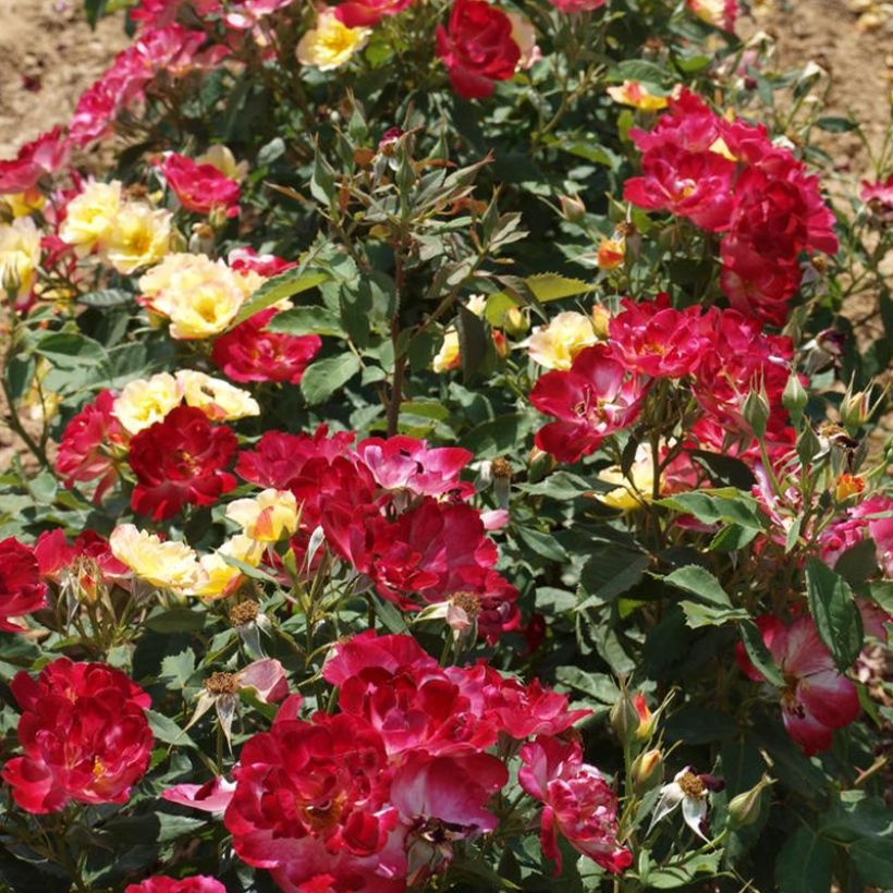 Rosier à fleurs groupées Quinte Flush (Port)