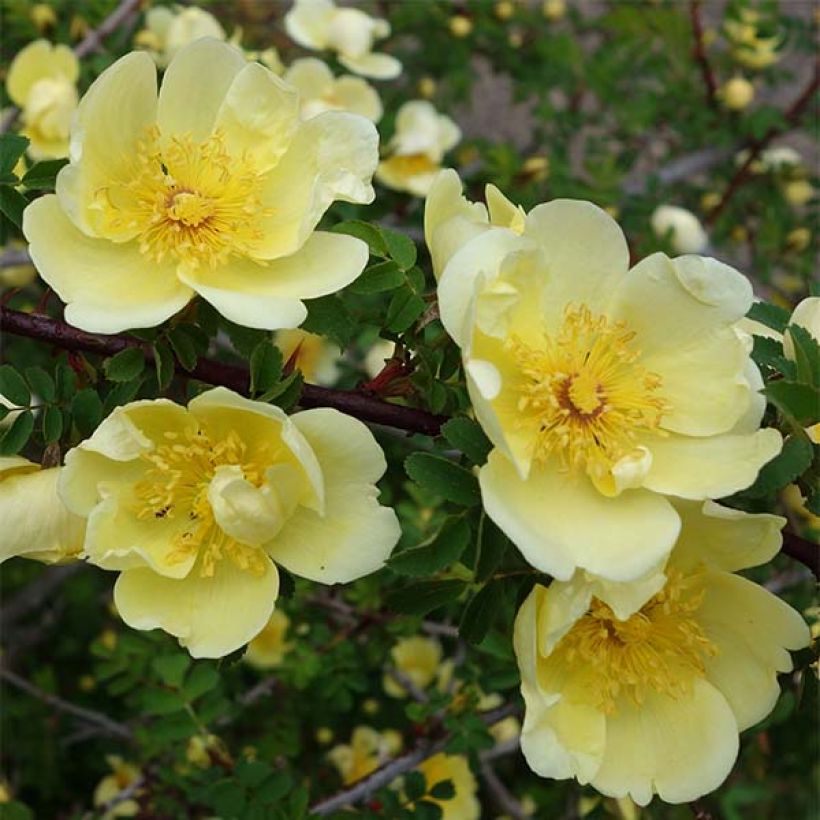 Rosier botanique - Rosa hugonis (Floraison)