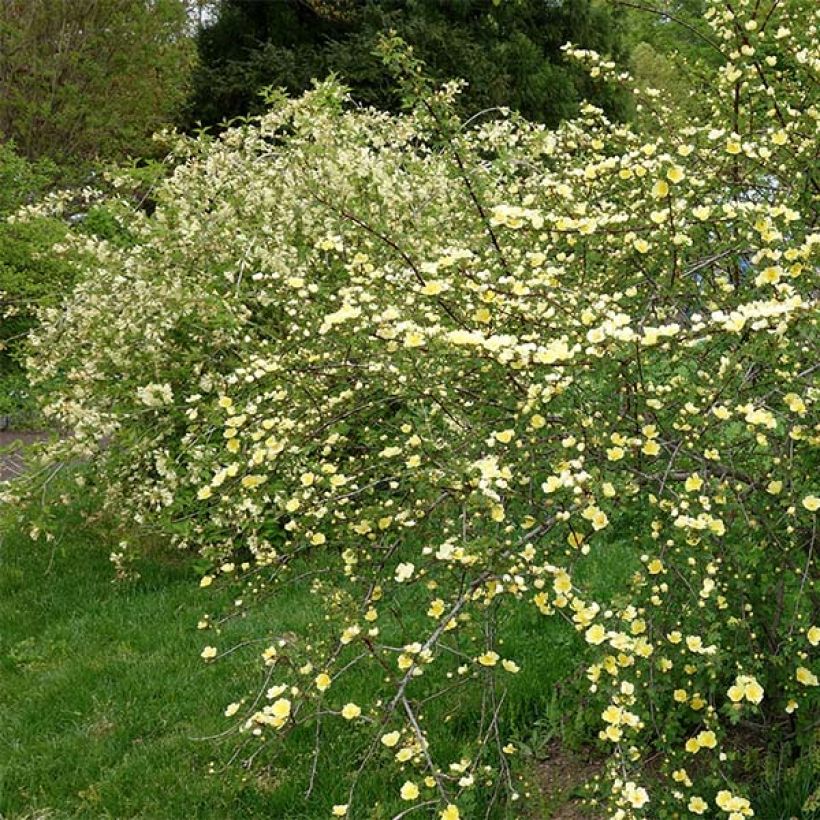 Rosier botanique - Rosa hugonis (Port)