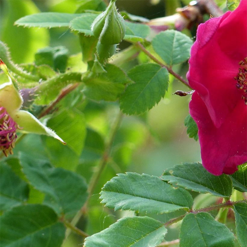 Rosier botanique - Rosa moyesii Geranium (Feuillage)