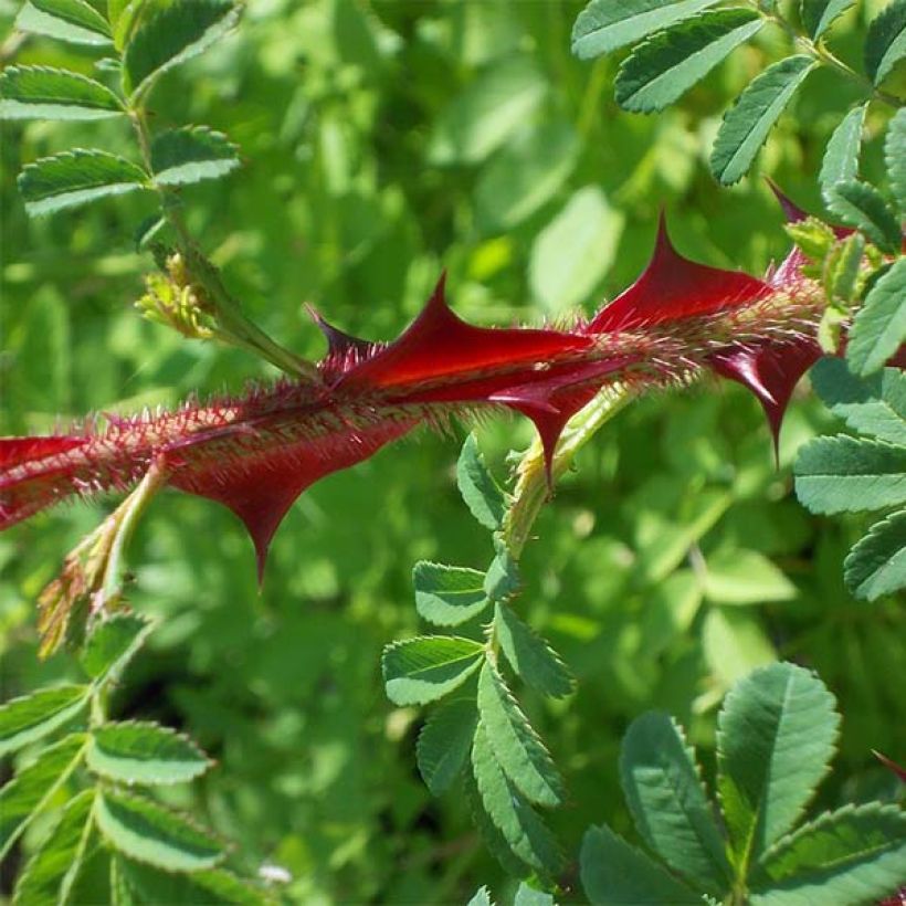 Rosier botanique - Rosa omeiensis Pteracantha (Feuillage)