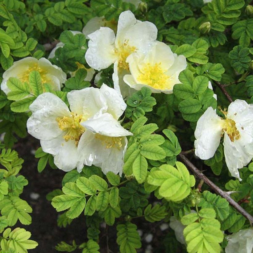 Rosier botanique - Rosa omeiensis Pteracantha (Floraison)
