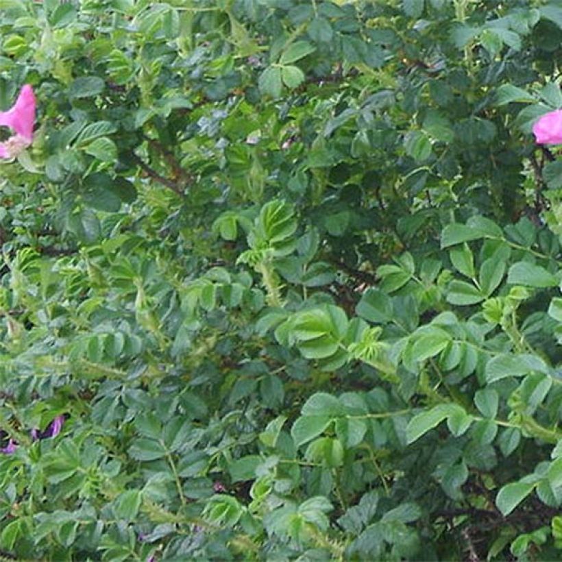 Rosier rugosa Rubra (Feuillage)