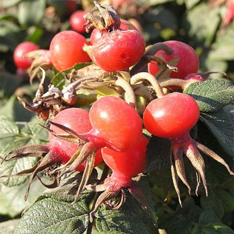 Rosier rugosa Rubra (Récolte)