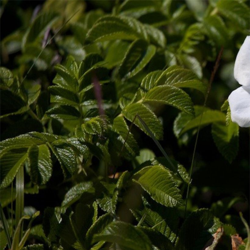 Rosier rugosa Alba (Feuillage)