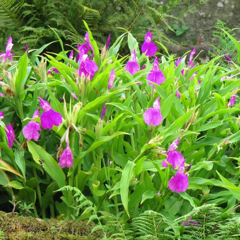 Roscoea purpurea (Port)