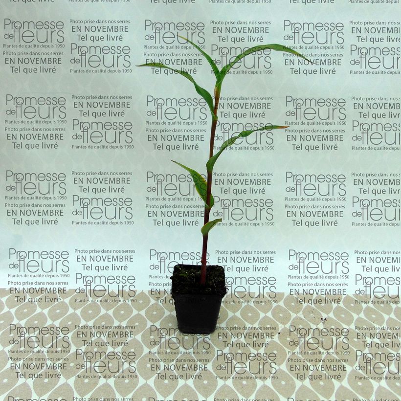 Exemple de spécimen de Roscoea purpurea Dalaï Lama Bulbe tel que livré