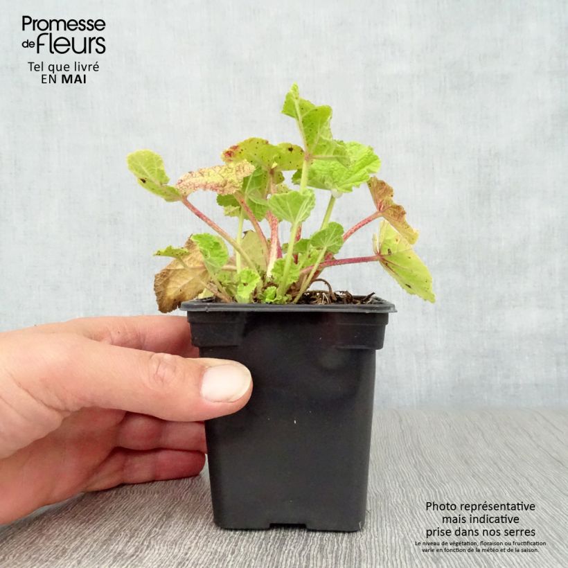 Spécimen de Rose Trémière - Alcea rosea Chater's Double rouge Godet de 7cm tel que livré au printemps