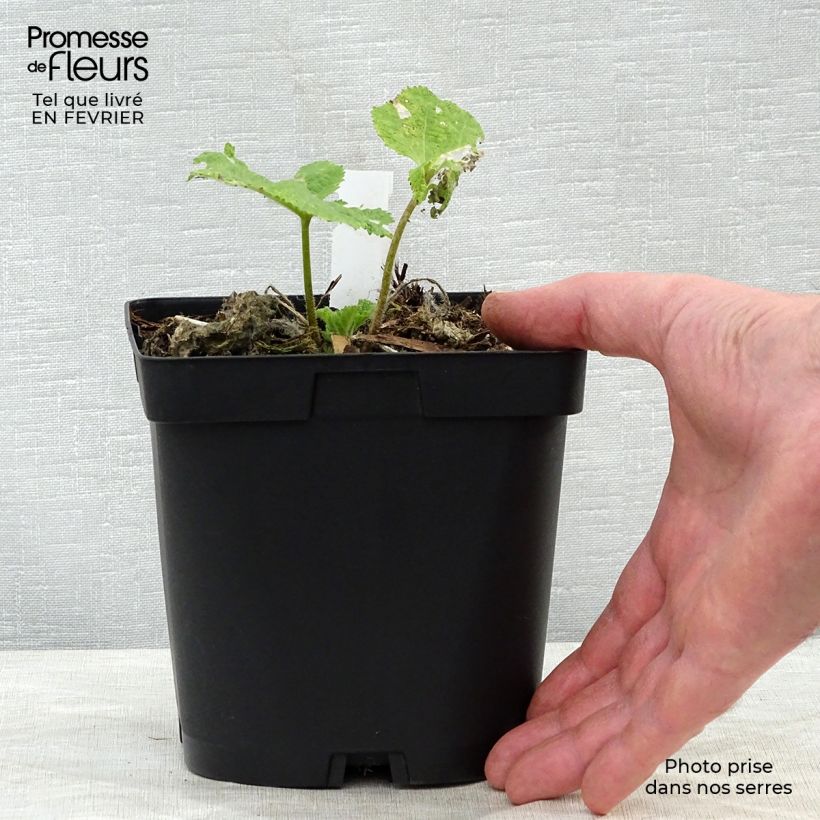 Spécimen de Rose Trémière noire, Alcea rosea Nigra en pot de 2/3 litres tel que livré en hiver