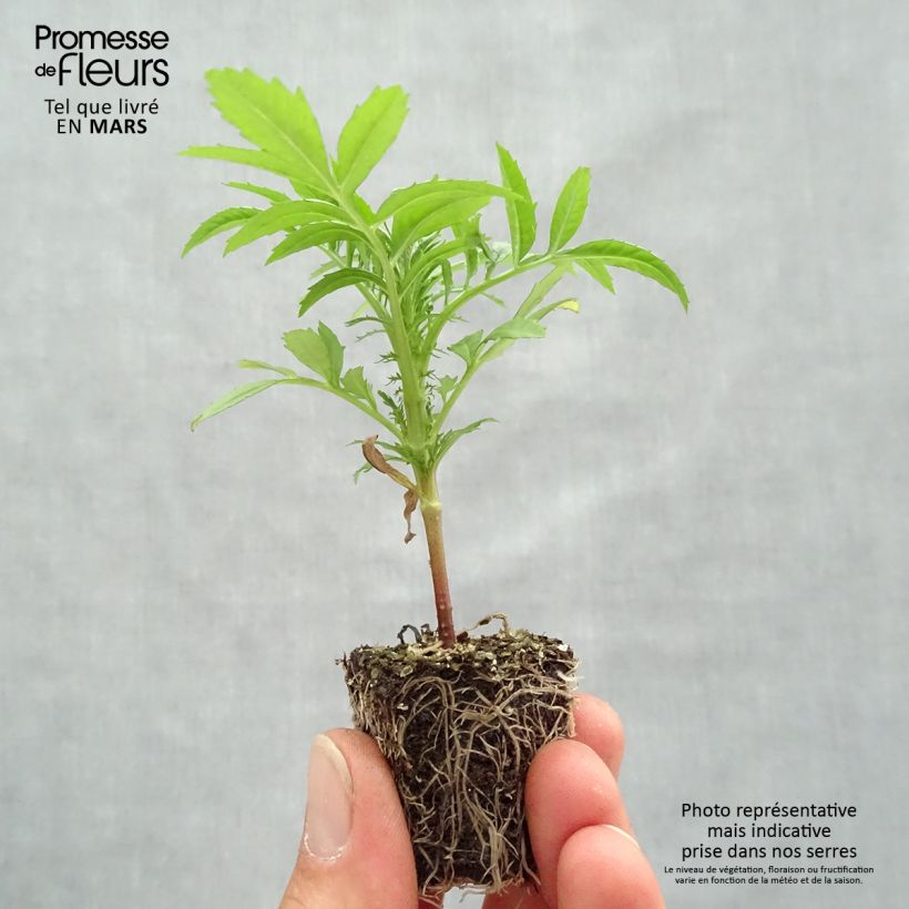 Spécimen de Rose d'Inde F1 Vanilla en plaque de 16 plants tel que livré au printemps