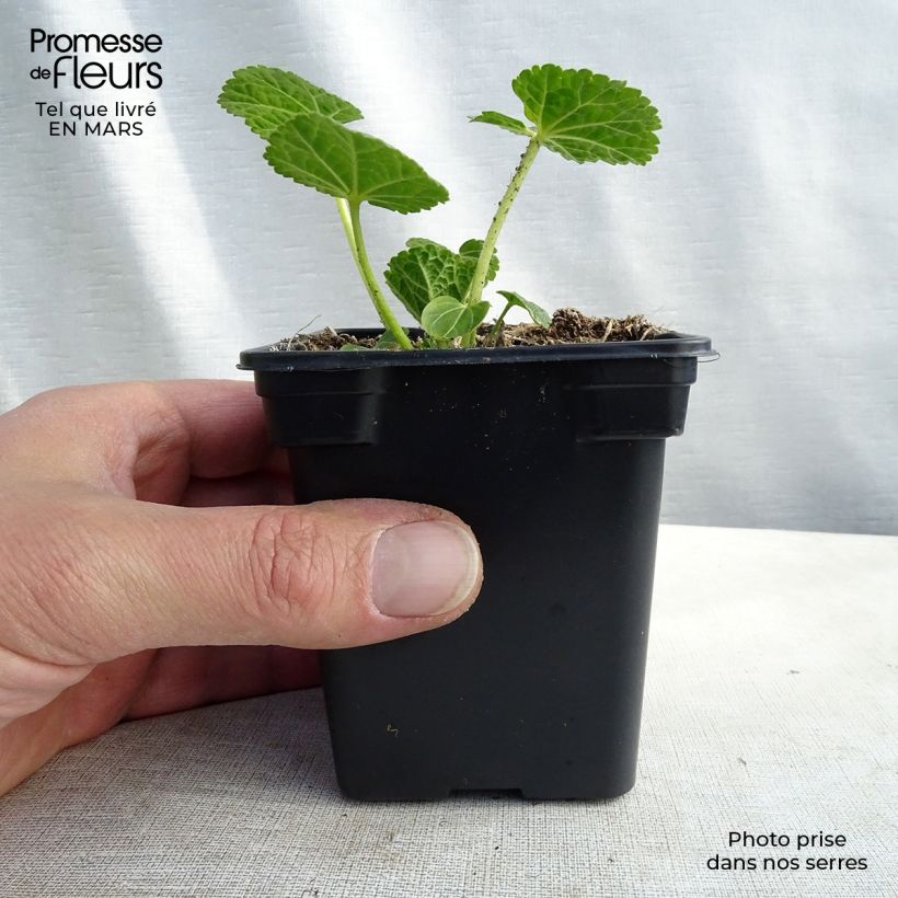 Spécimen de Rose trémière - Alcea rosea Chater's Double Blanc en godet de 9 cm tel que livré au printemps