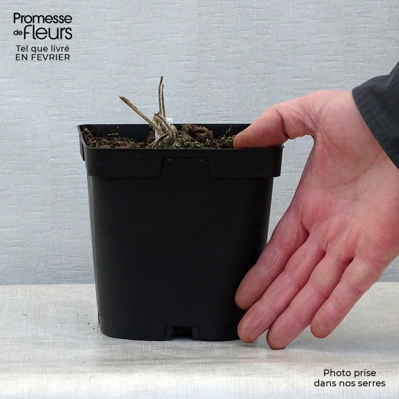 Spécimen de Rose trémière - Alcea rosea Chater's Double Blanc en pot de 2/3 litres tel que livré en hiver