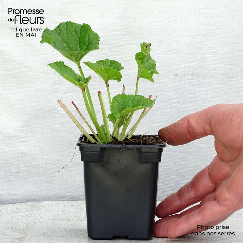Spécimen de Rose trémière - Alcea rosea Chater's Double Rose Godet de 9cm tel que livré au printemps