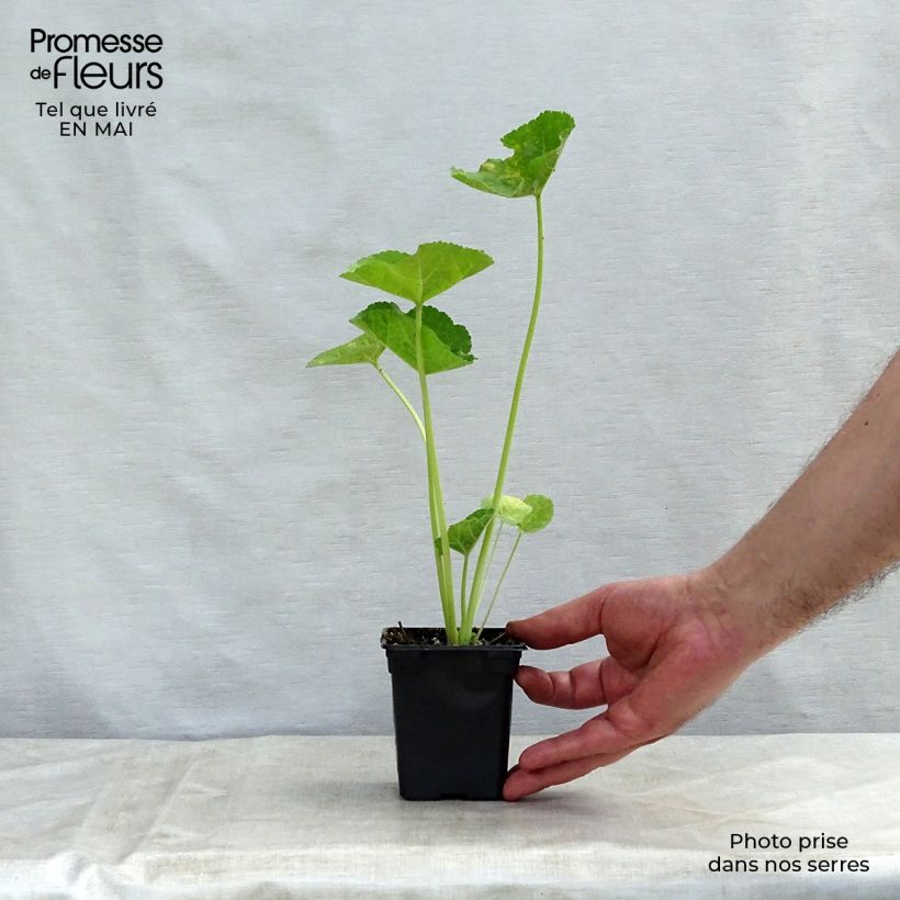 Spécimen de Rose trémière - Alcea rosea Chater's Double saumon Godet de 8 cm tel que livré au printemps