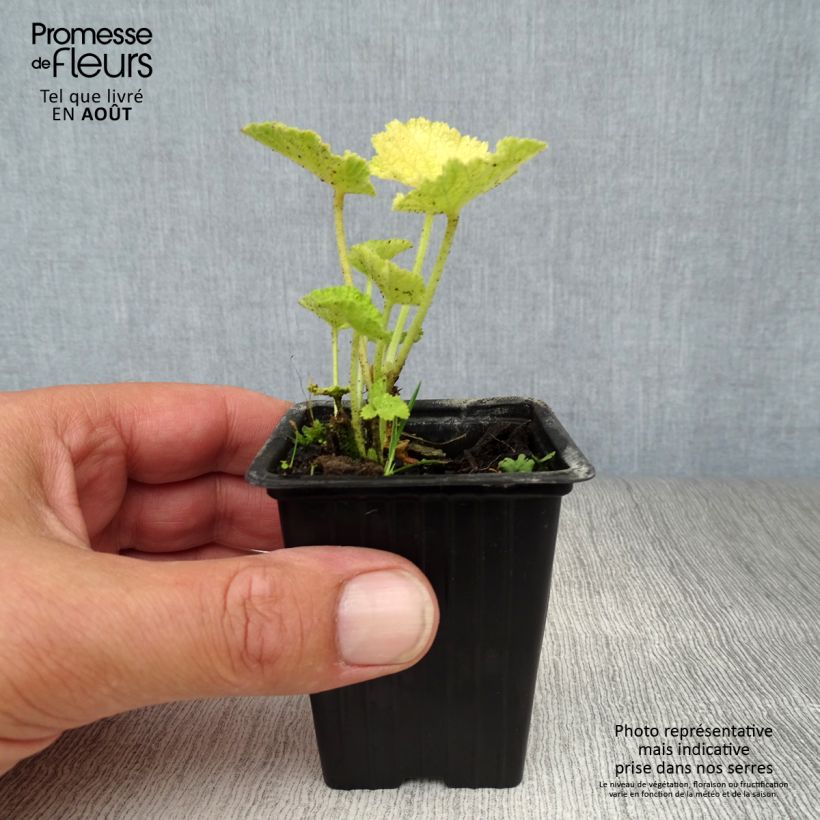 Spécimen de Rose trémière - Alcea rosea Chater's Double Blanc Godet de 7/8 cm tel que livré en été